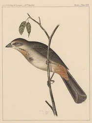 Vögel, Tafel XXIX, 1855